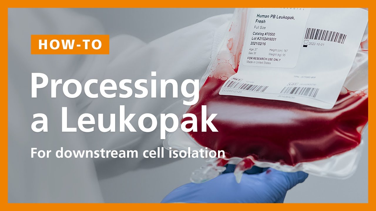 Buy Human Normal Peripheral Blood Leuko Pak, Fresh | HumanCellsBio.com –  HumanCells Bio