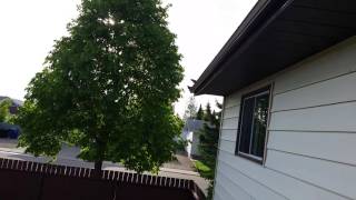Robins dive bombing Dixie