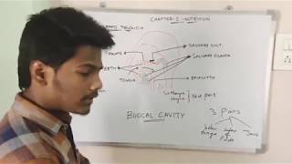 PASSAGE OF FOOD THROUGH ALIMENTARY CANAL||BY PHANINDRA