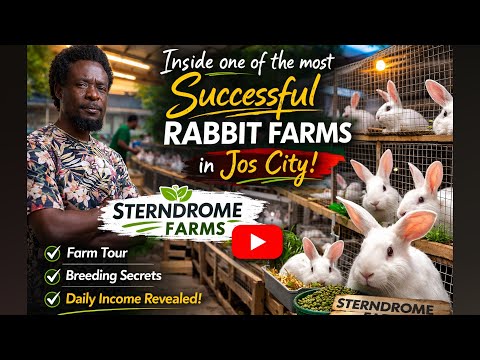 Inside one of the most successful Rabbit Farms in Jos City | Sterndrome Rabbit Farms
