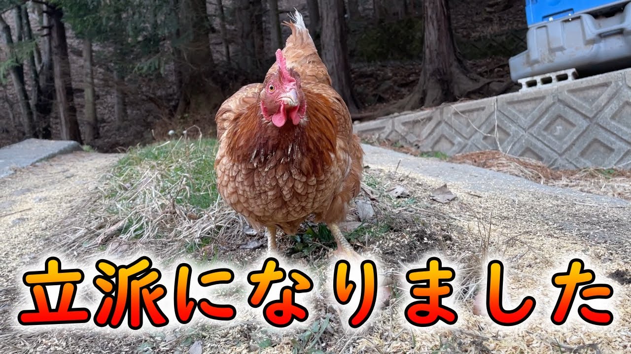 Chickens grow feathers like this in just two months [Togezo's