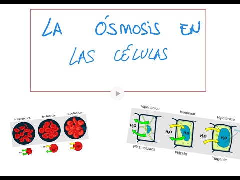 Video: ¿Cómo se ven afectadas las células por la ósmosis?