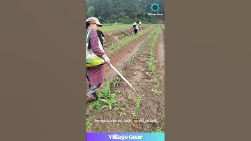 This Corn Fertilizing Dance is Oddly SATISFYING! 🌽💃🕺 #oddlysatisfying #farming  #fertilizerdance