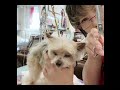 Vol 102. フラフラな老犬の顔カット方法(一例)。高級なハサミが切れなくなったら？？？