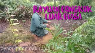 rayuanmu menggoda mikat ayam hutan BONGKOK