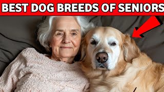 12 Dog Breeds PERFECT for Seniors (Some May Surprise You)