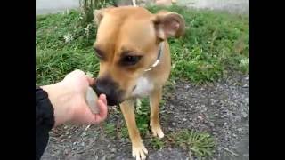 Dog For Adoption Chien Missy ...