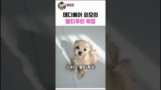 말티푸를 알아보자! #강아지 #애견영상 #shorts