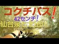 【バス釣り】宮城は仙台七北田川でスモールマウスバス４２センチ❗ゲット