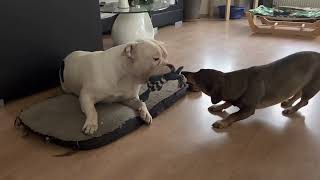 American Bully & Dachshund Amon & Elliot