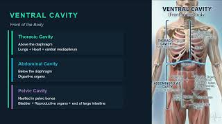 1. Body Cavities & Serous Membranes — Study While You Sleep 🧠 | TEAS 7 Science
