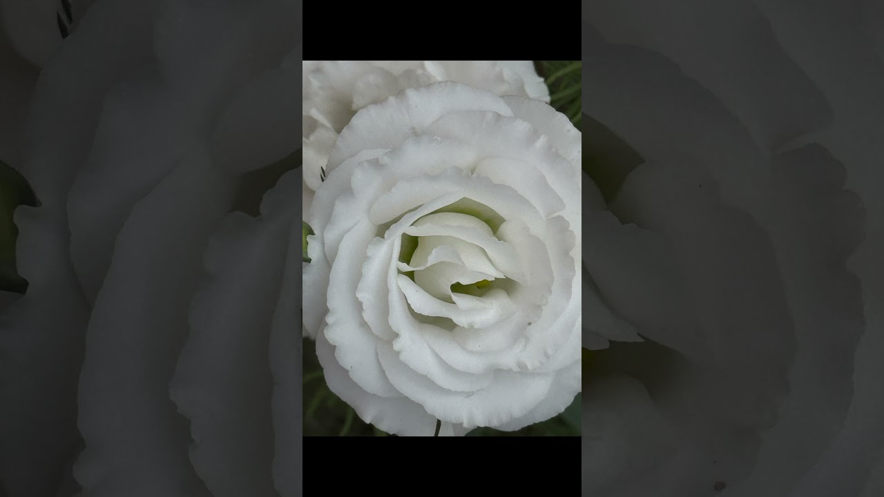 YouTube player