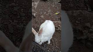 White Rabbit #cute #rabbit #cuteanimal