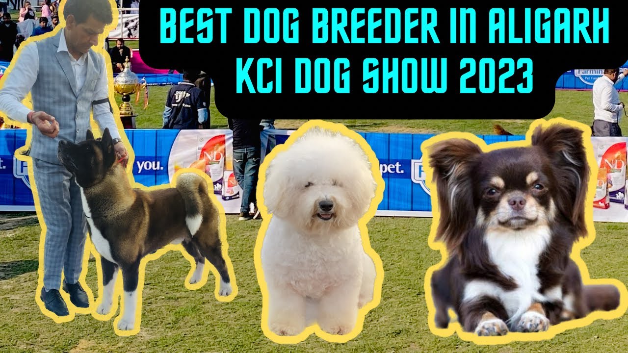 Best Dog Breeder In Aligarh kci Dog Show 😱 Akita, Long Coat Chihuahua