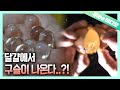 충격제보) 실사판 황금알을 낳는 거위?! 구슬을 낳는 닭!┃Shocking) The Hen that Lays Golden Eggs?!