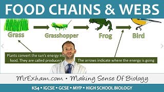 Ecology - Food Chains and Food Webs - GCSE Biology (9-1)