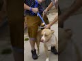 Owner Reunited With Long Lost Pitty | Pit Bulls & Parolees | Animal Planet