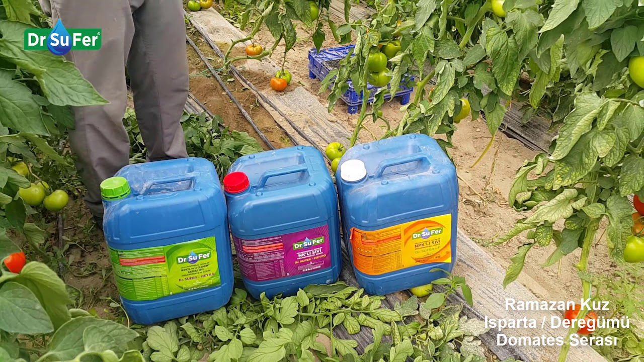 Ramazan Kuz - Domates Serası  Isparta/Dereğümü