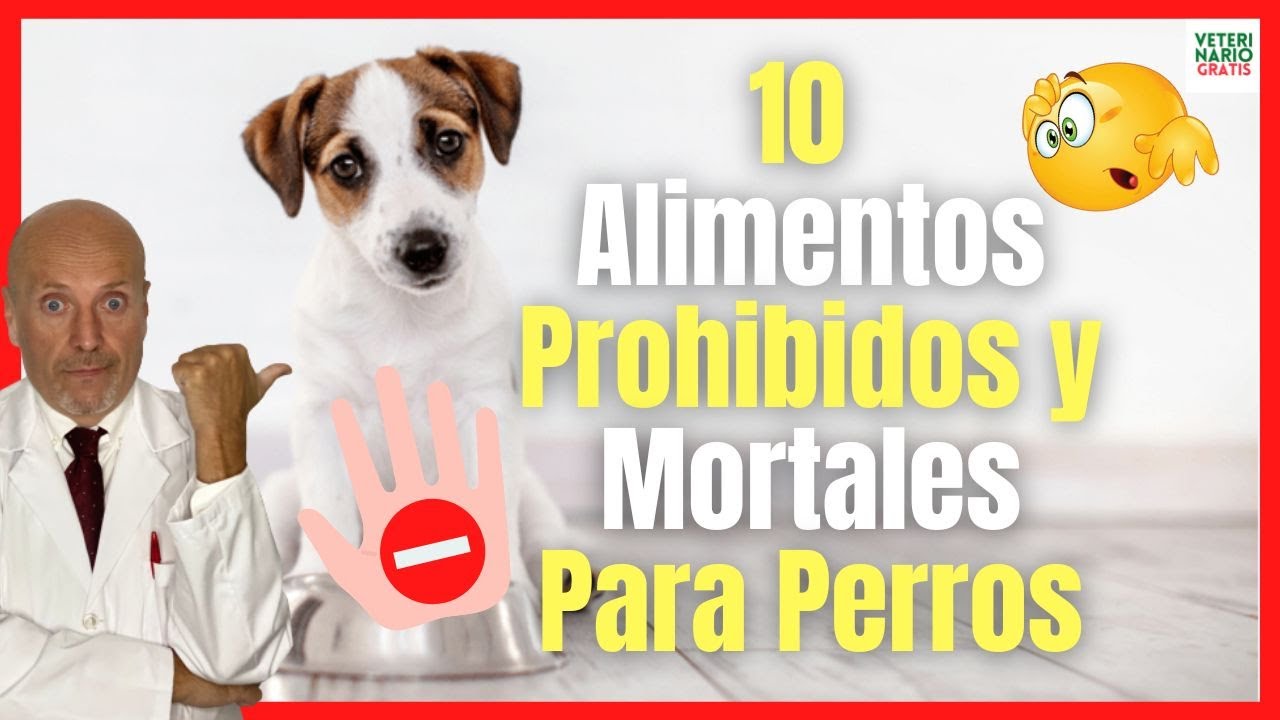 10 ALIMENTOS ⛔️ PROHIBIDOS para los PERROS ⛔️ desde Yorkshire hasta Labradores y Chihuahua