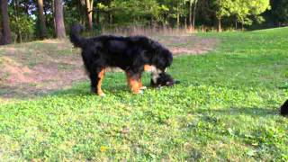 Coco playing with Rory by liona43 2,194 views 11 years ago 1 minute, 33 seconds