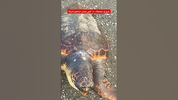 استمع الى القران الكريم ولو دقيقة من وقتك 🫶🐢🤍💙