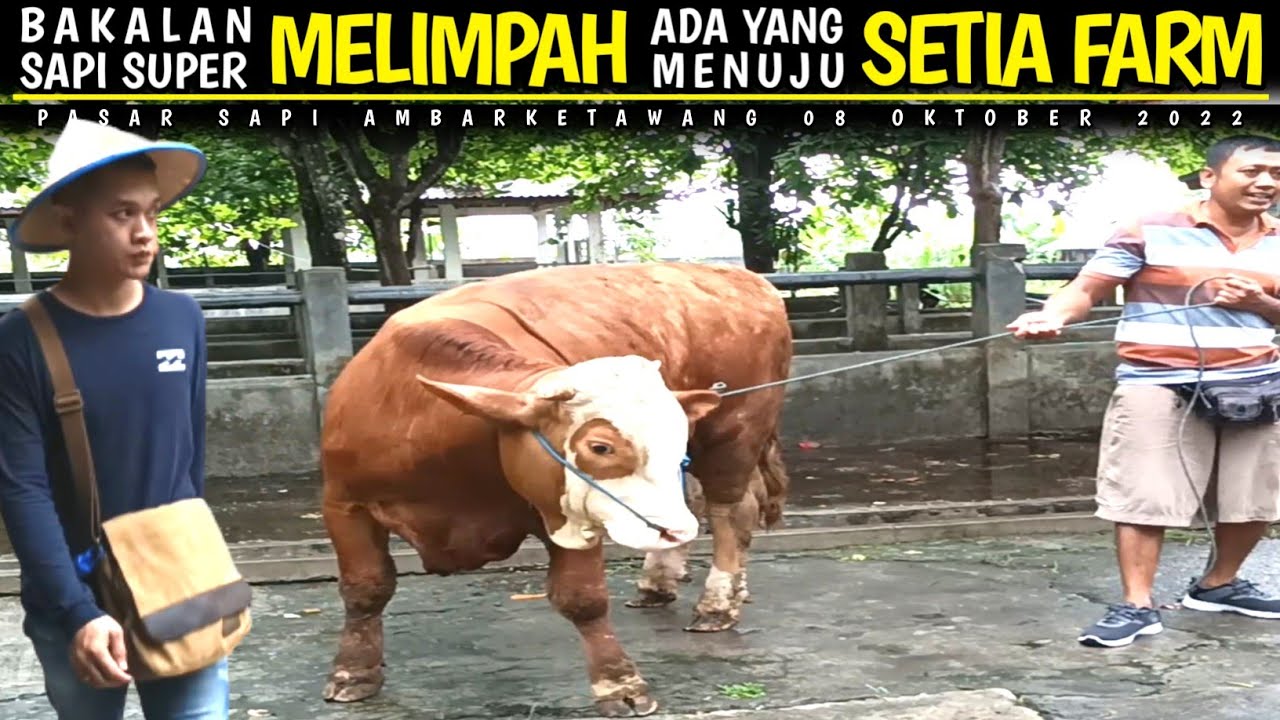 Sapi Bakalan Super Juga Melimpah !! Ada Yang Menuju Kandang Setia Farm ...