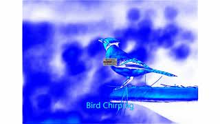 Bird Chirping Sound Effect In Chorded