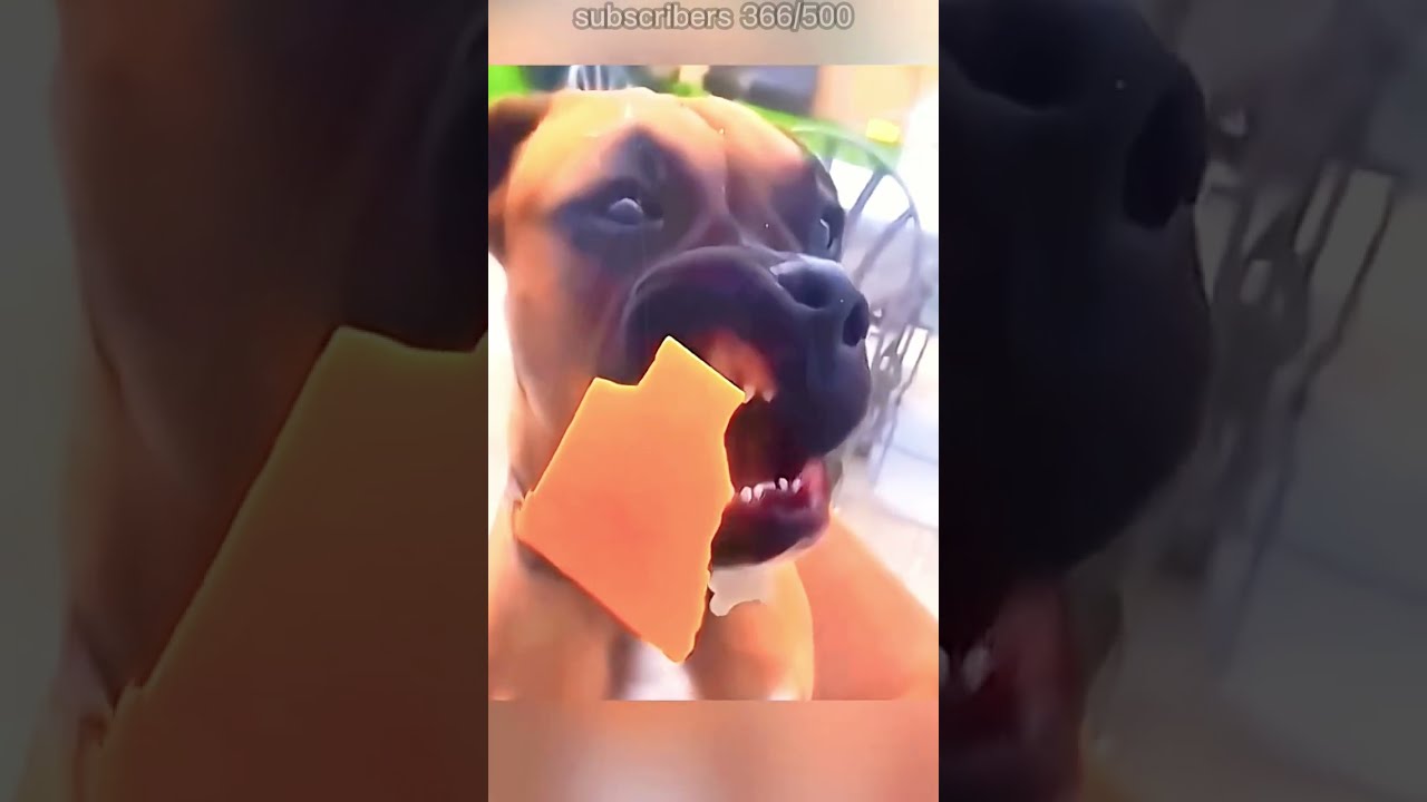 🐾 Funny & Adorable Pet Moments You Can’t Miss! 2025