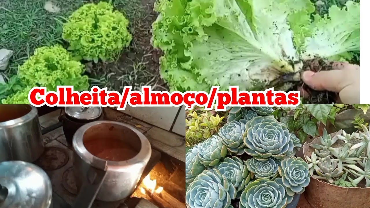 Colhendo alface para o almoço/vida na roça 