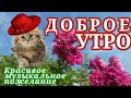 Доброе Утро! Давайте Просто Радоваться Жизни! Красивая Музыкальная Открытка!