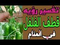 تفسير رؤيه قطف الفلفل في المنام للعزباء والرجل والحامل والأرمله والمطلقة و المتزوجه 