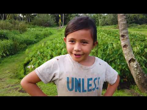 Te ‘Ānau ā Vari   Pa&rsquo;i Taro with Māori subtitles