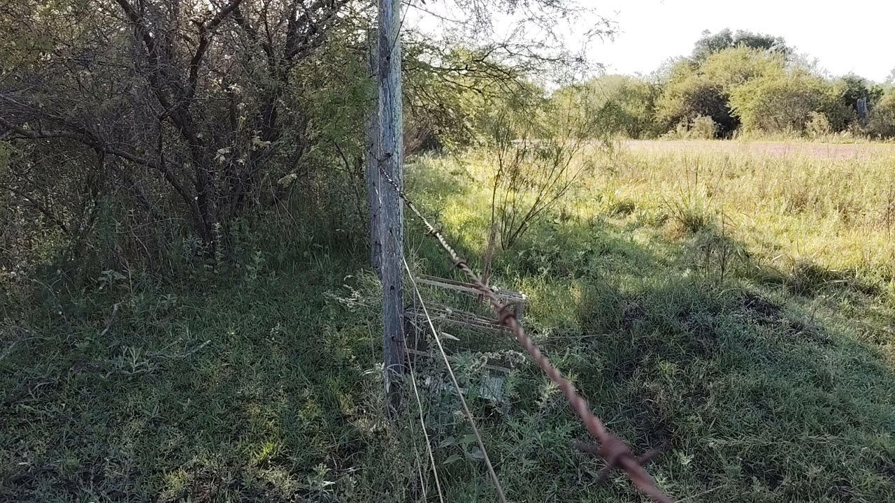 Caería de Reina 2025 (, pichón malaso con la Maluca)