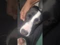 Lily video
