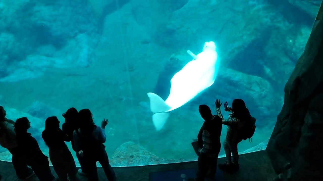 Adventure behind-the-scenes of the Cold Water Quest gallery | Georgia Aquarium | Atlanta Georgia USA