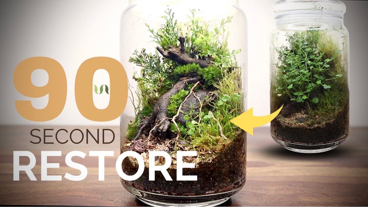 How to restore a one year old terrarium in 90 seconds YouTube