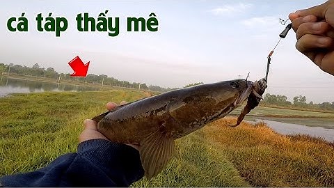 Câu Lure Cá Lóc ✅ Câu Cá Lóc Buổi Sáng Cá Táp Trong Đám Cỏ Thấy Ham | Tâm Râu Vlog #208