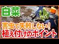 【白菜栽培】害虫被害で失敗しない！植え付けのコツ【シェア畑】【農園ライフ】