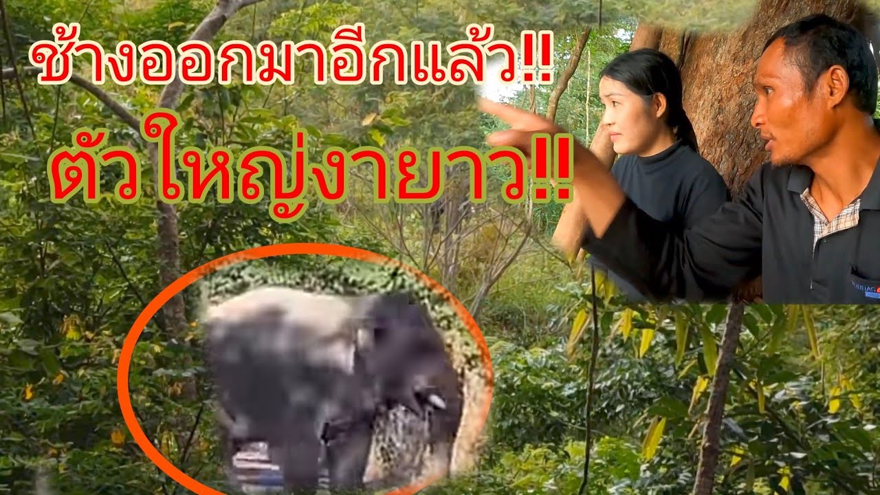 ลุ้นระทึกกับรจนา‼️เจอช้างออกมาอีกแล้ว ตัวใหญ่งายาว หักไม้เสียงดัง หากินอยู่รอบๆห้างลอยฟ้า10/10/68