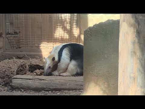 Southern tamandua