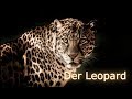 Der Leopard - Spitzenpredator der Savanne!