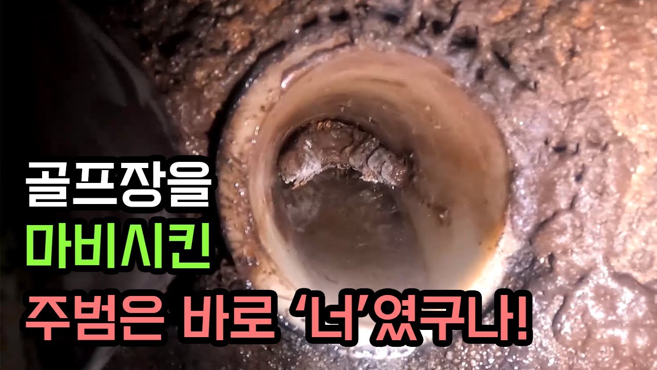 골프장 식당 그리스트랩 역류, 굳은 기름 제거 현장 영상 썸네일
