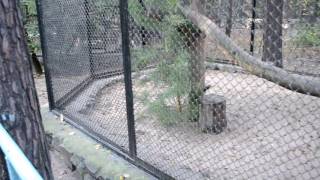 Feeding Pallas's cats in the Novosibirsk Zoo