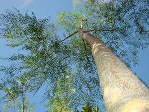 زراعة شجرة المورينجا الفوائد ووقت الزراعة وطرق تجهيز الارض وانتاج الفدان Youtube