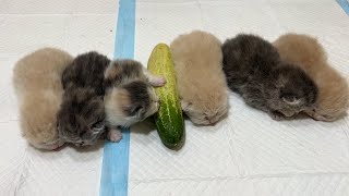 Newborn kittens and cucumbers.