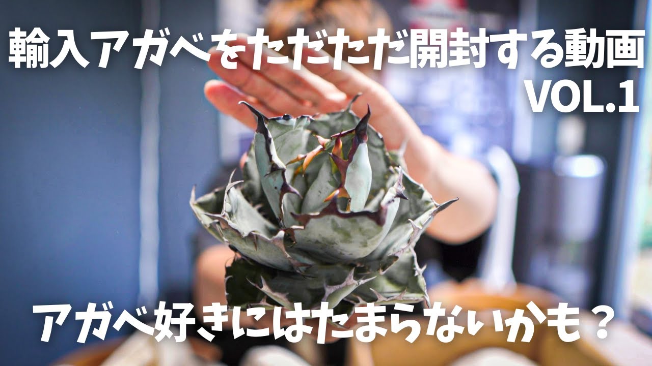 輸入アガベをただただ開封する動画 Vol.1 - YouTube