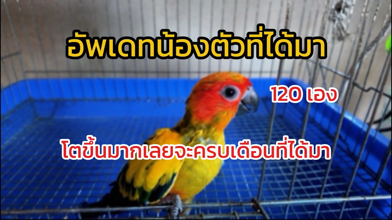 อัพเดทน้องที่ได้มาราคาถูกๆๆ