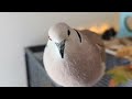 What petdove Skippy does best: lots of cooing in the birdroom (between the fall leaves) Vlog