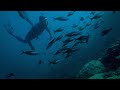 Diving into Marine Life and Dogtooth Tuna