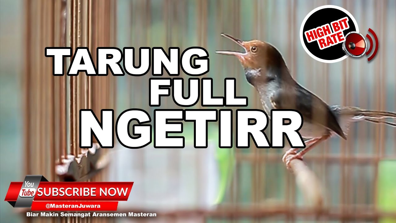 🔴 Suara Prenjak Betina Tarung Full Ngetir ❗️Masteran Prenjak Betina Paling Ampuh❗️